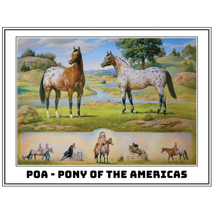 Breyer® Ideal Series Pony of the Americas