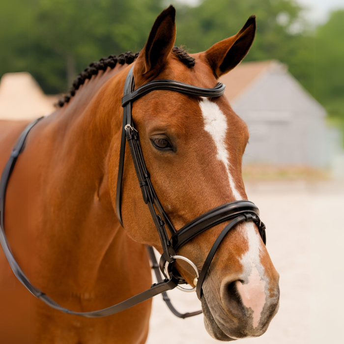 KL Select Elevation Dressage Bridle