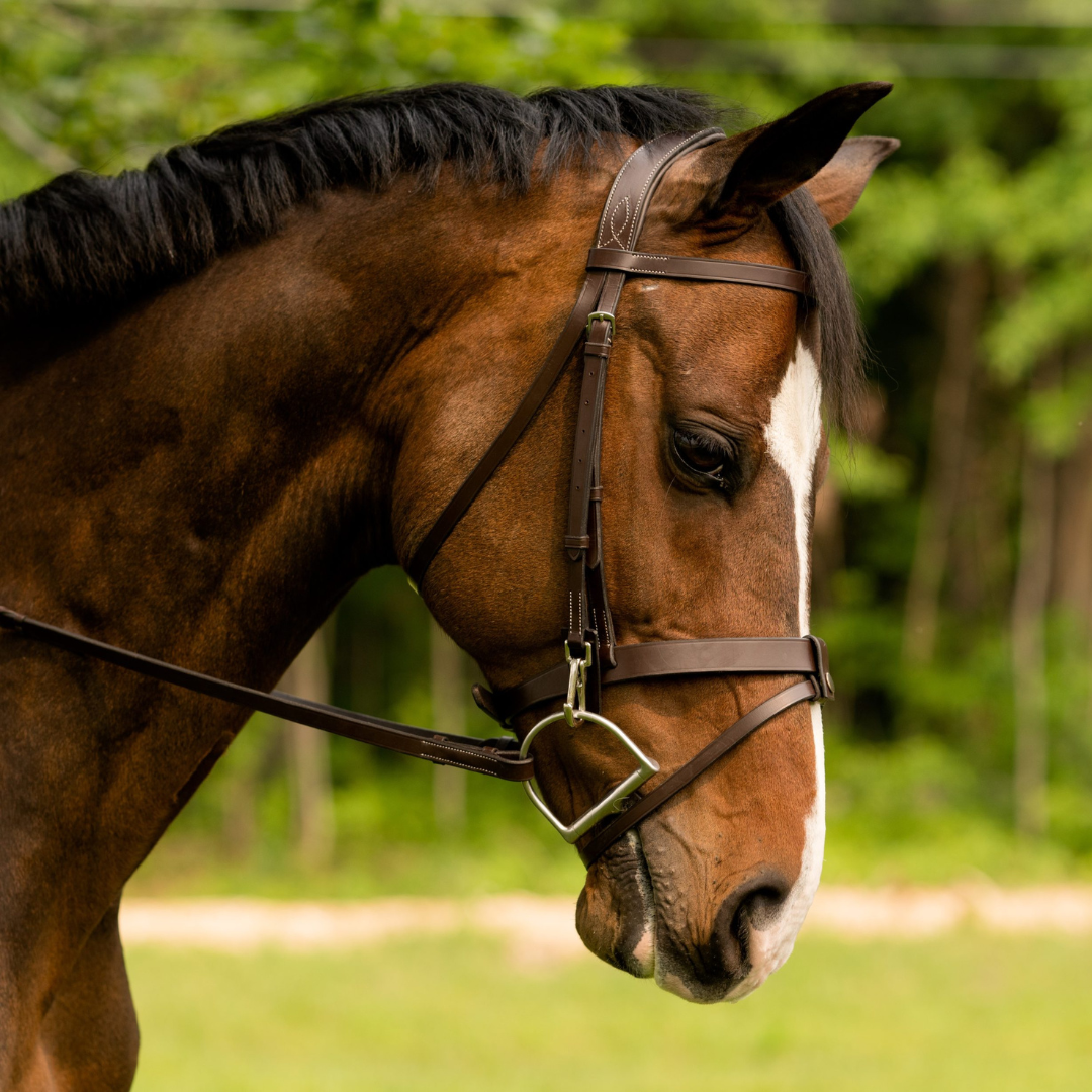 Black Oak Maple Training Bridle