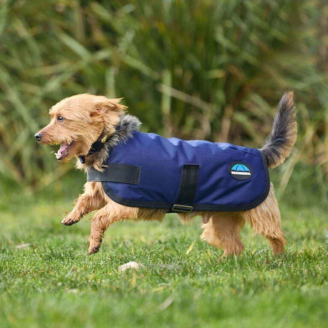 WeatherBeeta ComFiTec Classic Waterproof Dog Coat, Navy