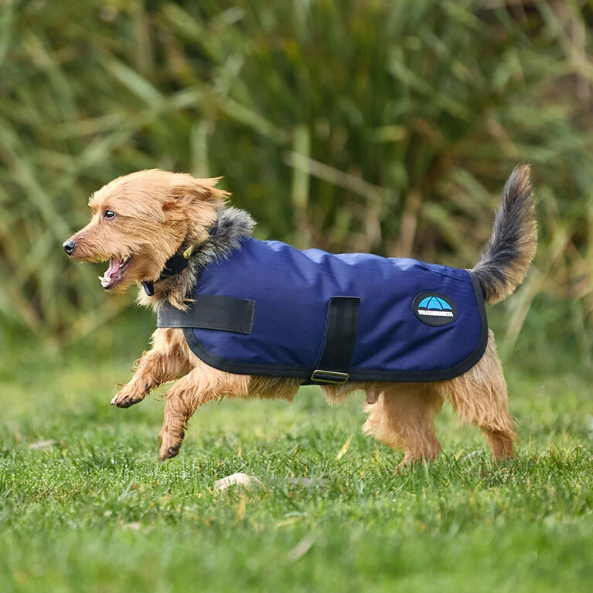 WeatherBeeta ComFiTec Classic Waterproof Dog Coat, Navy