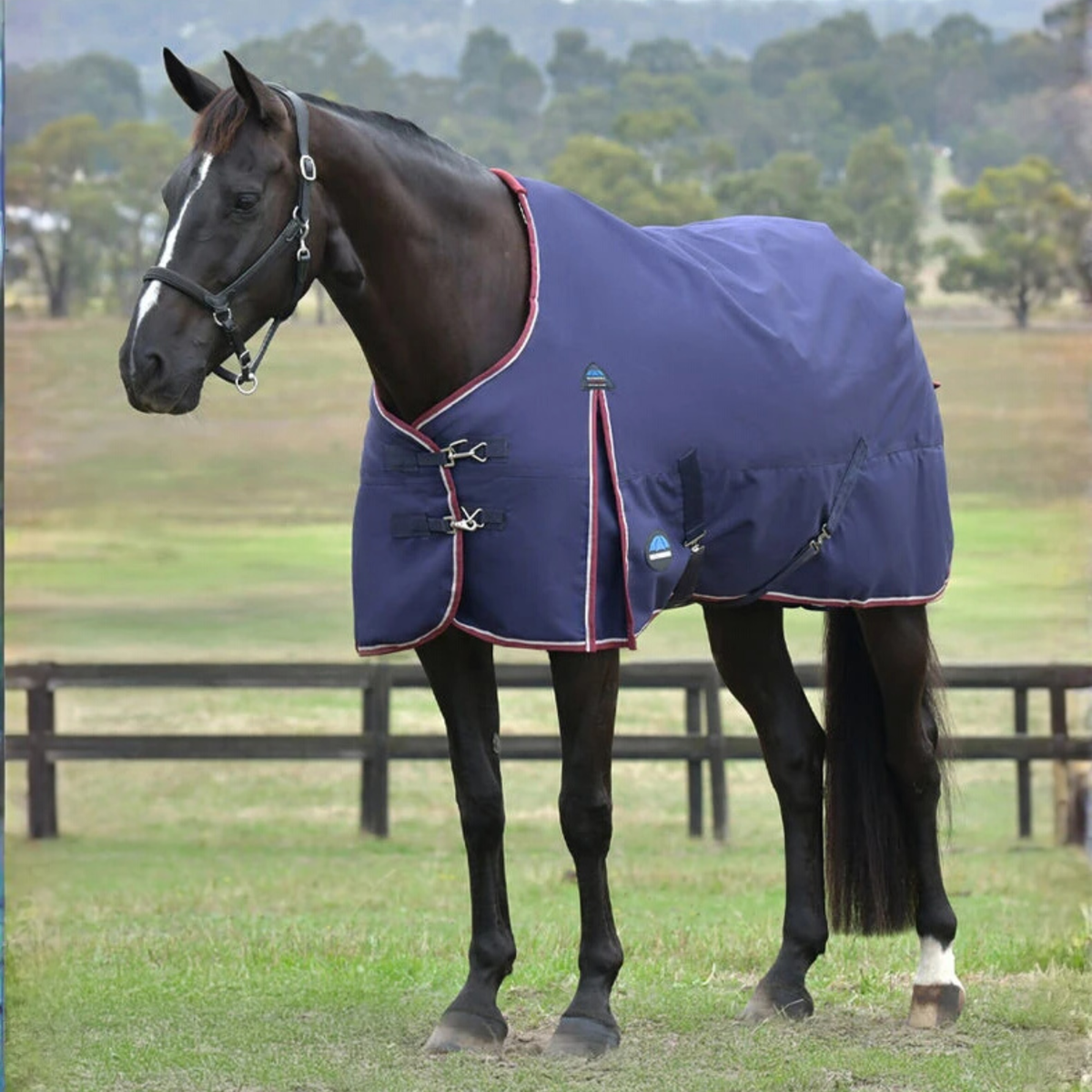Horse wearing a blue Weatherbeeta Comfitec Essential Turnout Navy Blanket  in an outdoor setting with trees and grass.