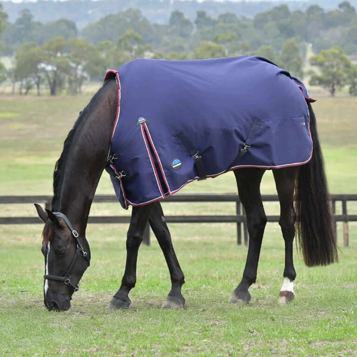 Horse wearing a blue Weatherbeeta Comfitec Essential Turnout in Navy in a field with trees in the background.