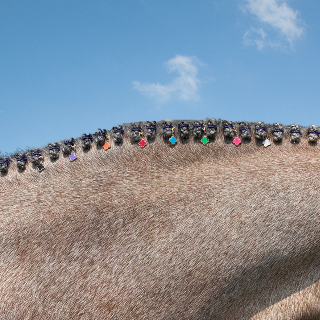 Close-up of a horse&