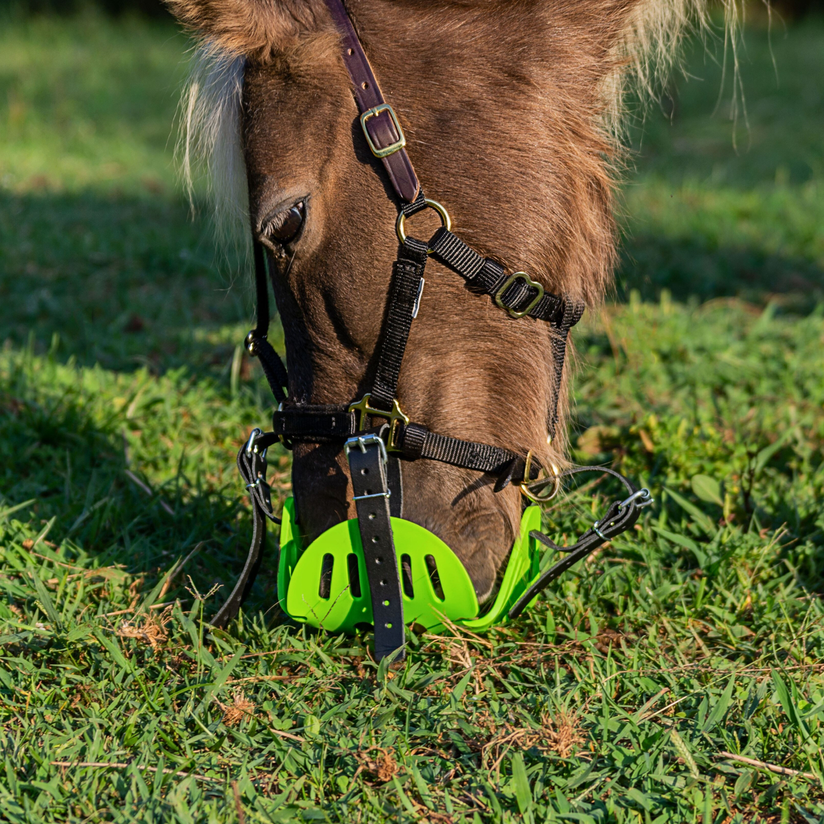 GreenGuard Mini &amp; Small Pony Halter