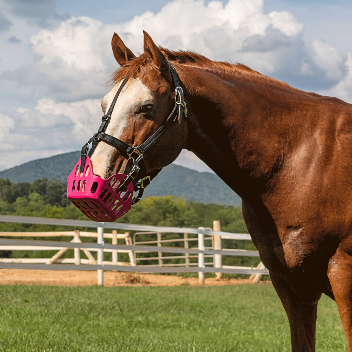 GreenGuard Premium Breakaway Safety Halter