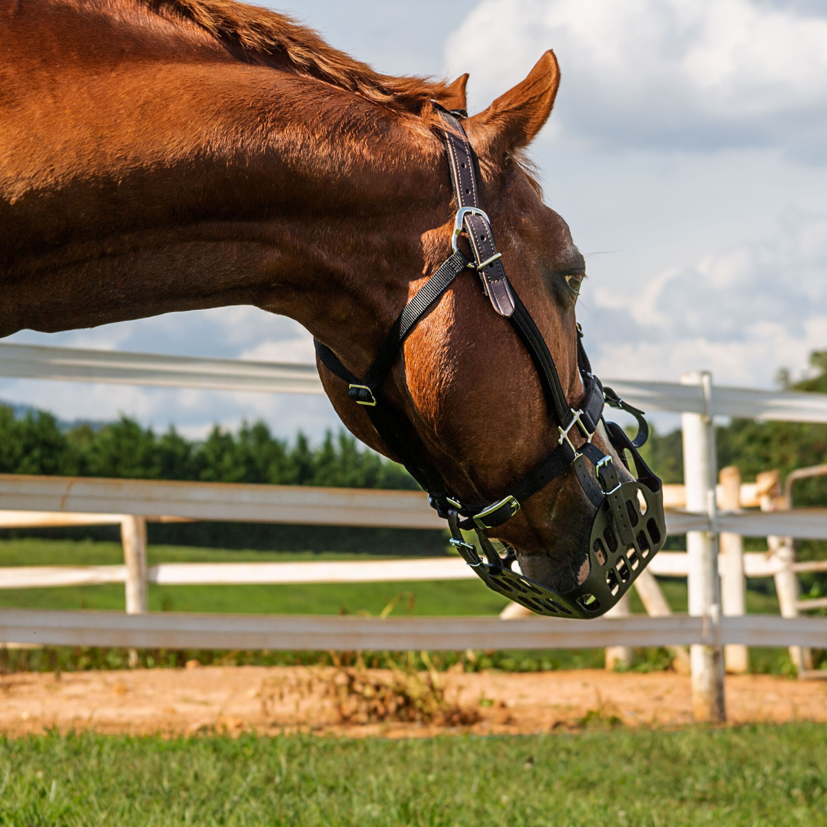 GreenGuard Premium Breakaway Safety Halter
