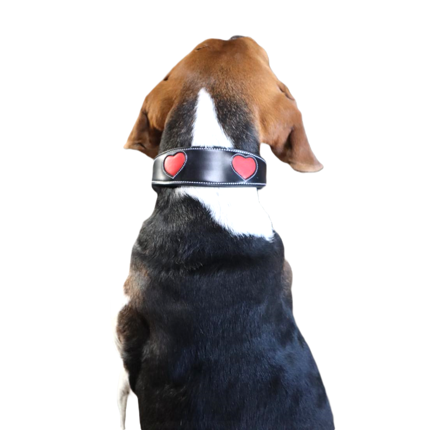 KL Select Heart Dog Collar