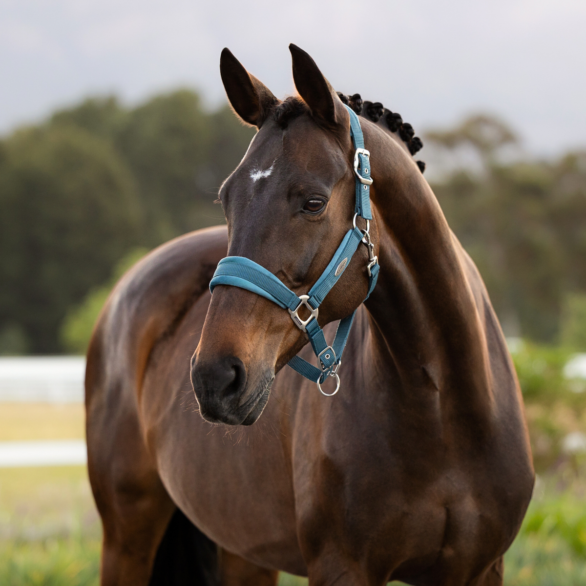LeMieux Versailles Headcollar, Jungle