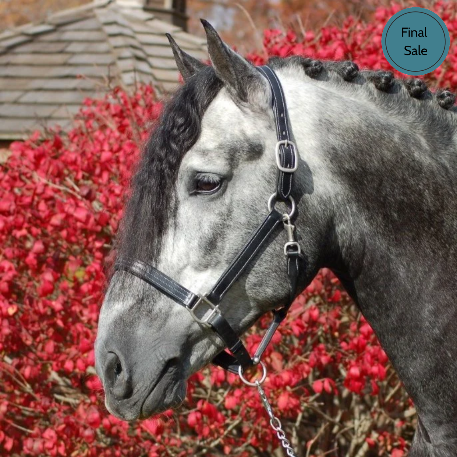 Red Barn Tina Halter