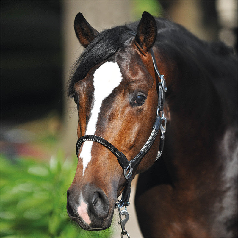 Kavalkade Cavo Rope Halter Set with Lead