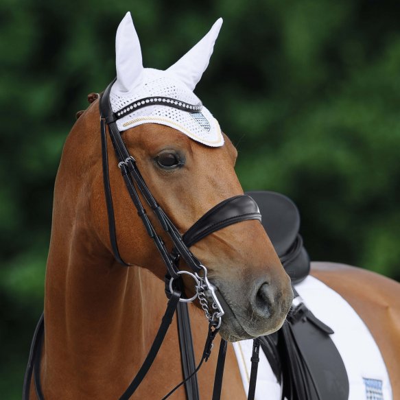 A brown horse wearing a black and white double bridle with sparkling crystal elements on the browband.