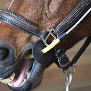 Thinline Halter Busy Buddy