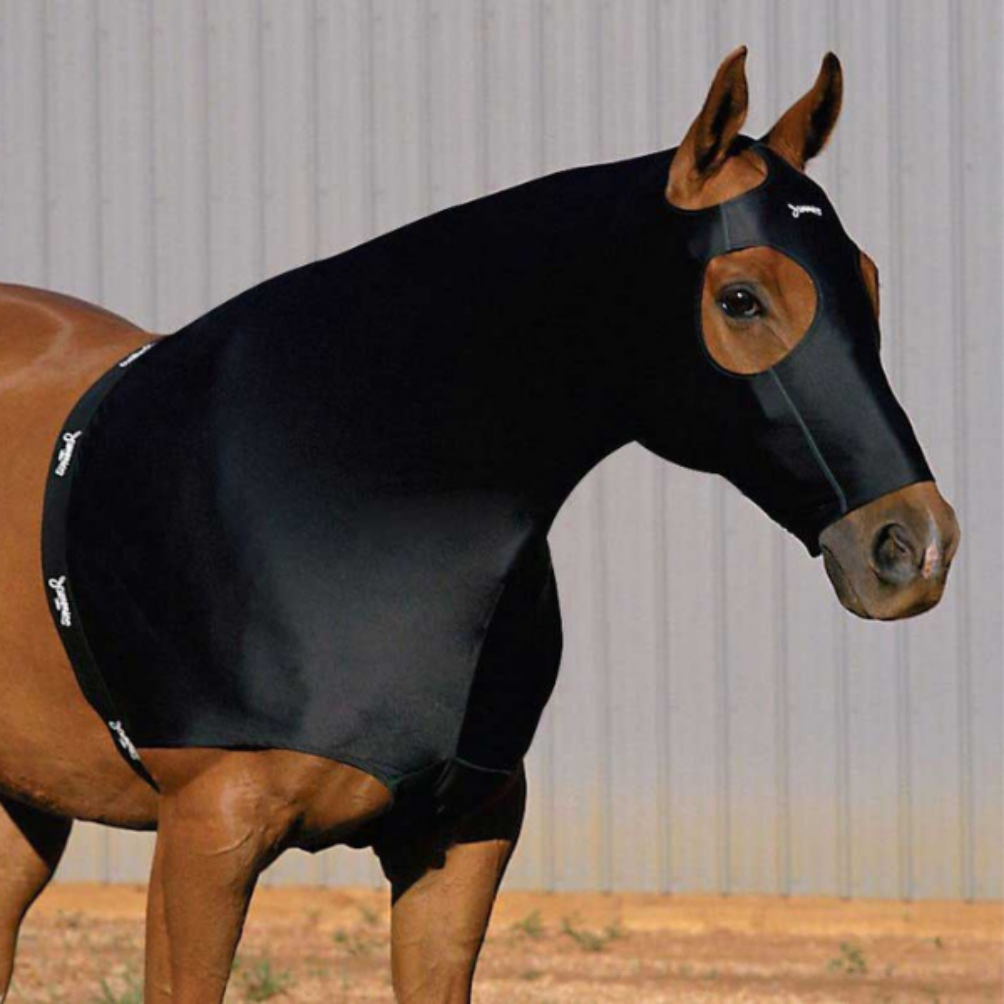 A black horse wearing a Jammies Designer Lycra Hood, standing in front of a metal wall.