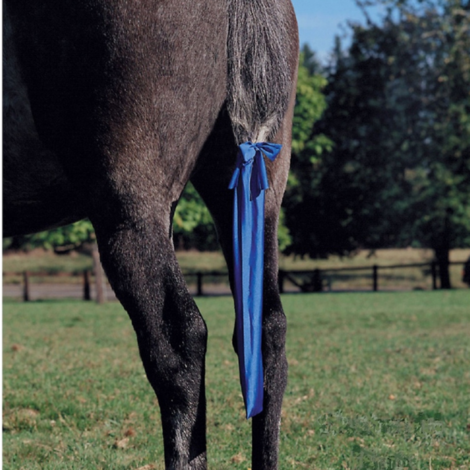 A solid blue tail bag attached to a horse&