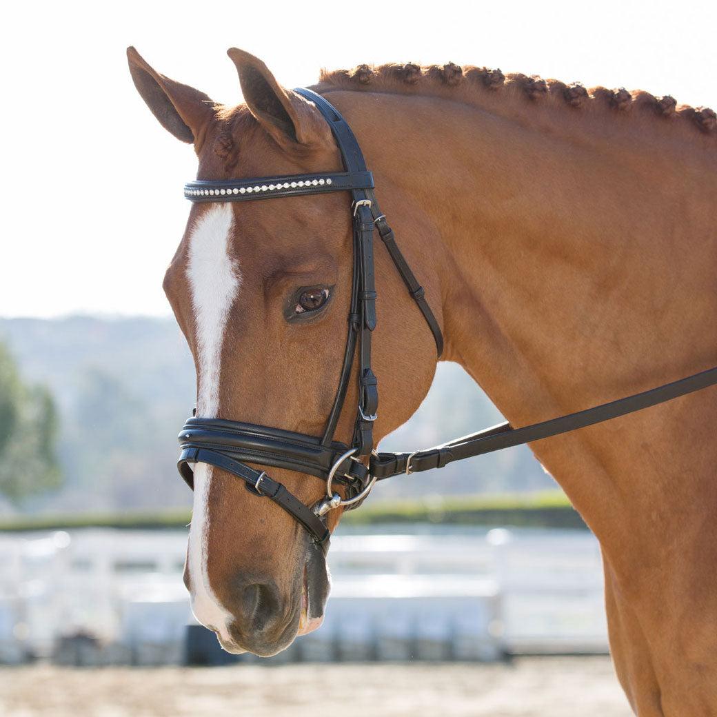 Black Oak Larkspur Dressage Bridle