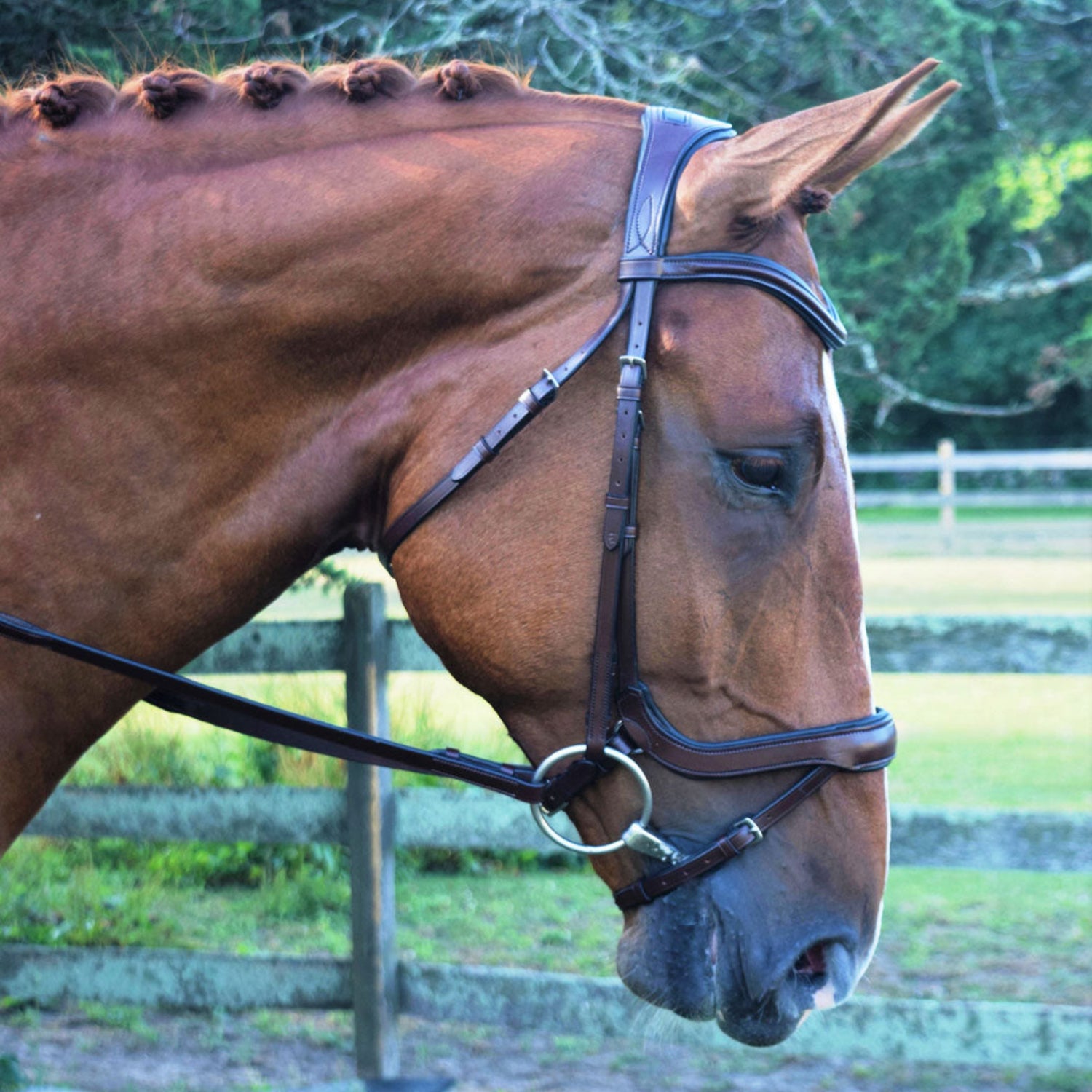 A brown horse fitted with a kl select red barn arena ergonomic bridle with a flash noseband.