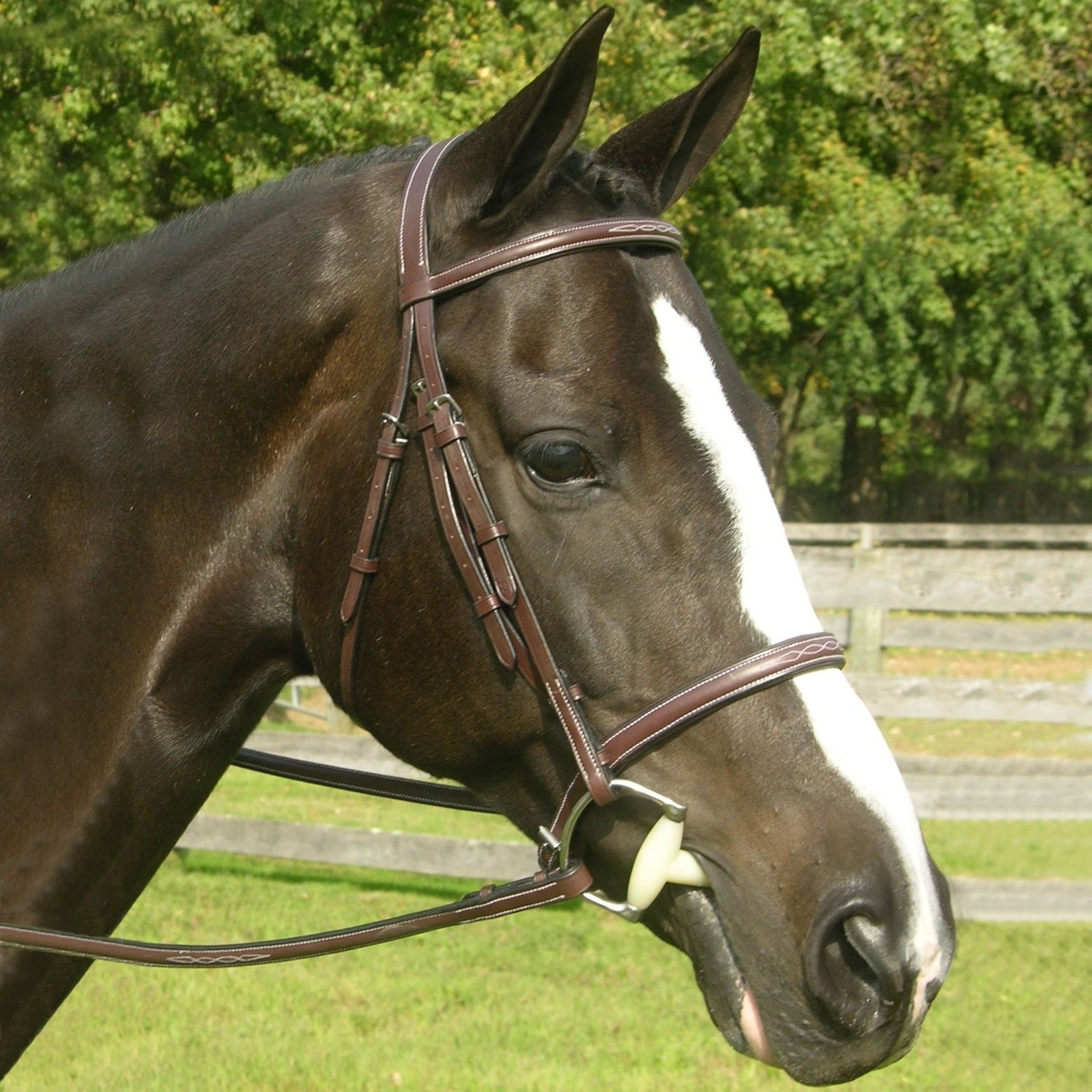 A horse wearing a Red Barn Sovereign Bridle, which includes a padded noseband, browband, cheek pieces, and headstall, with stainless steel hardware.