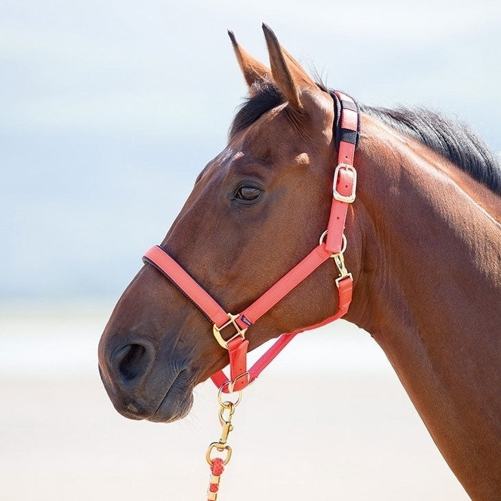 Topaz Breakaway Halter