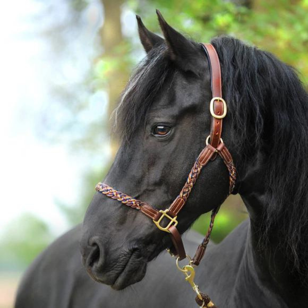 Kavalkade Tessa Braided Halter