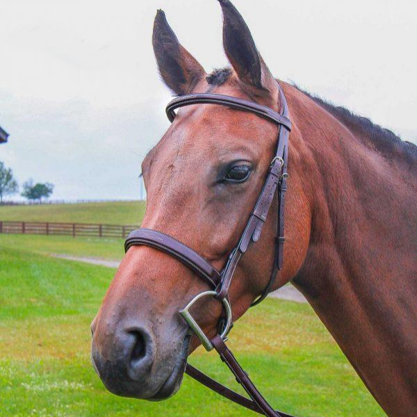 Vespucci Veritas Fancy Raised Hunter Bridle with Reins