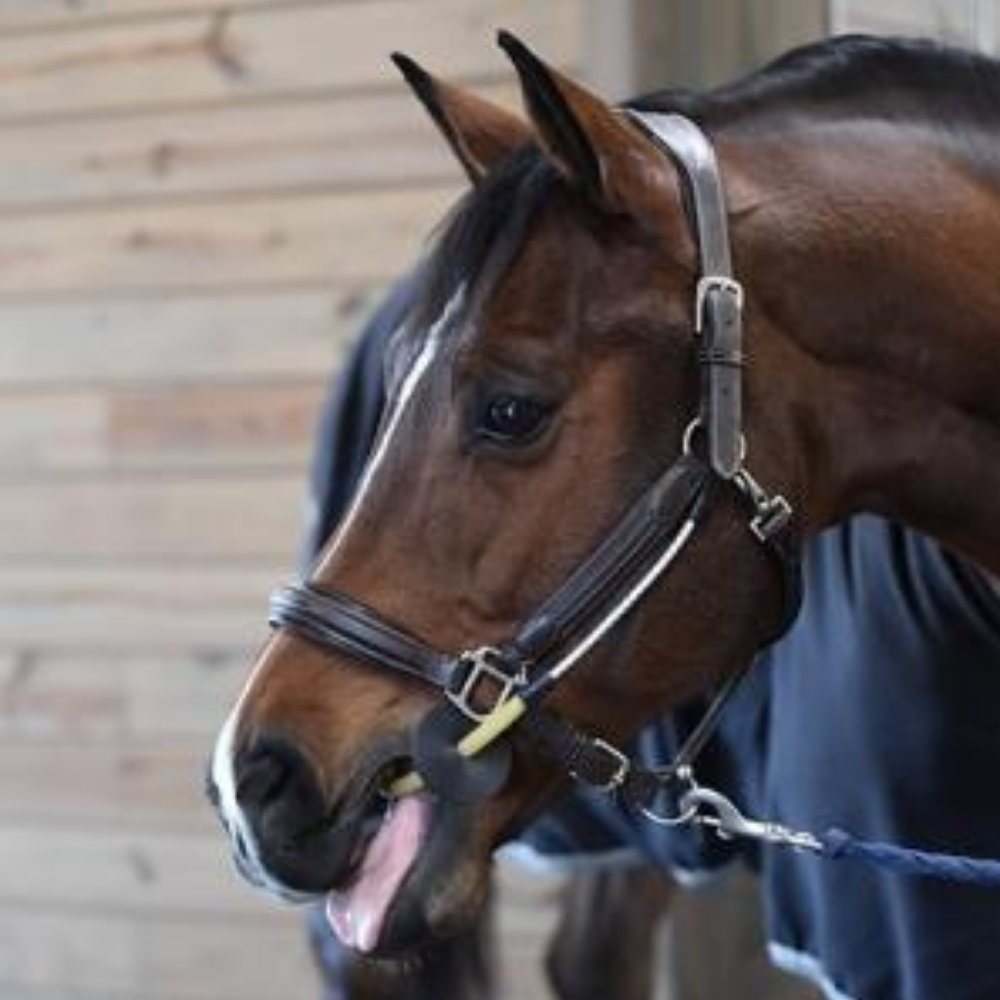 Thinline Halter Busy Buddy