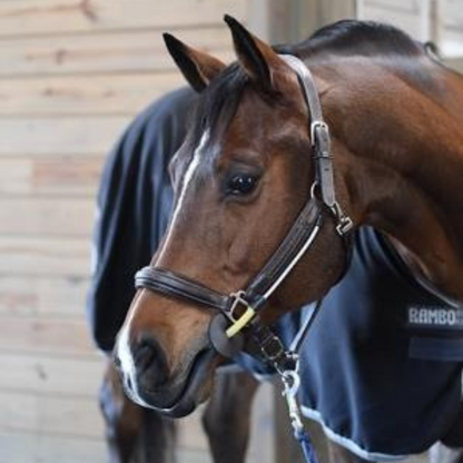 Thinline Halter Busy Buddy