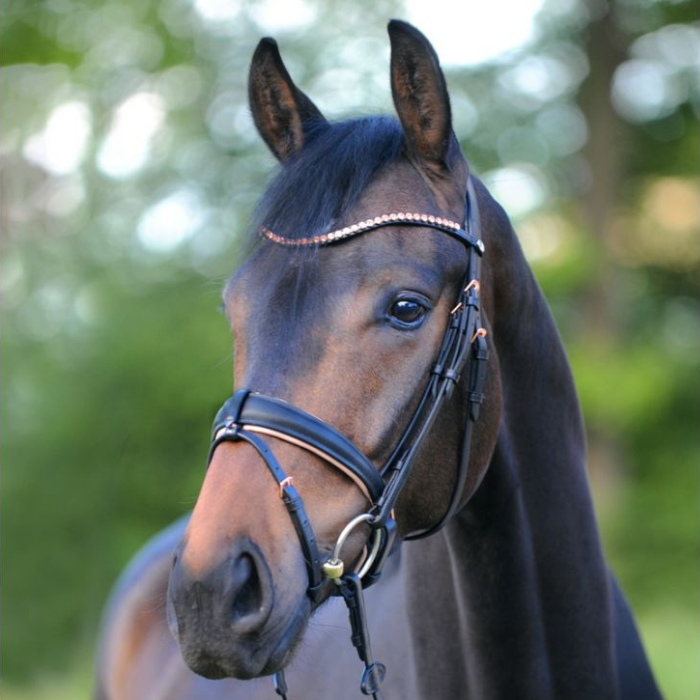 Kavalkade "Rose" Dressage Bridle