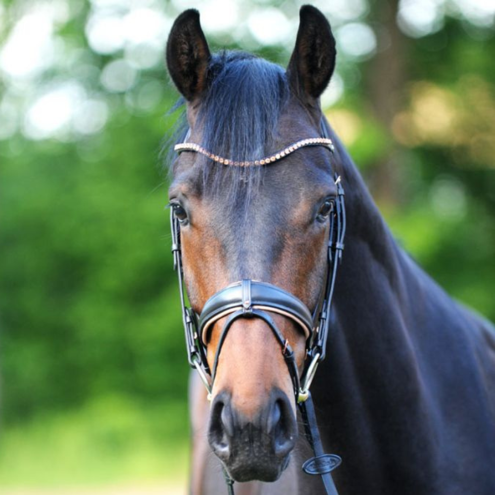 Kavalkade "Rose" Dressage Bridle