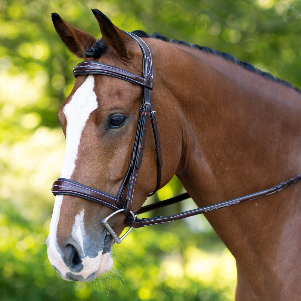 KL Select Hampton Hunter Bridle