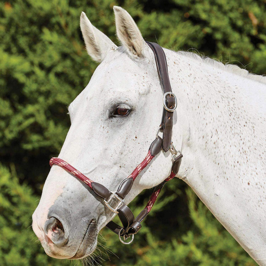 Kincade Leather & Rope Halter