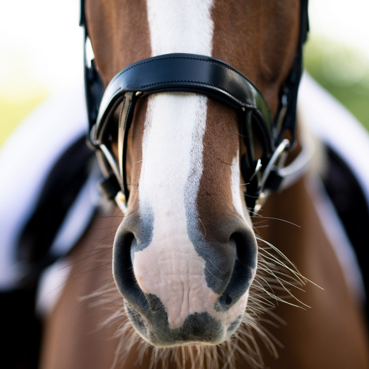 Black Oak Palm Ergonomic Bridle with Flash